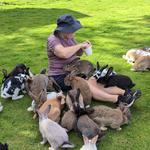 Petting Zoo