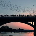 Congress Avenue Bridge Bats