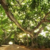 Banyan Street