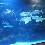 Downtown Aquarium
