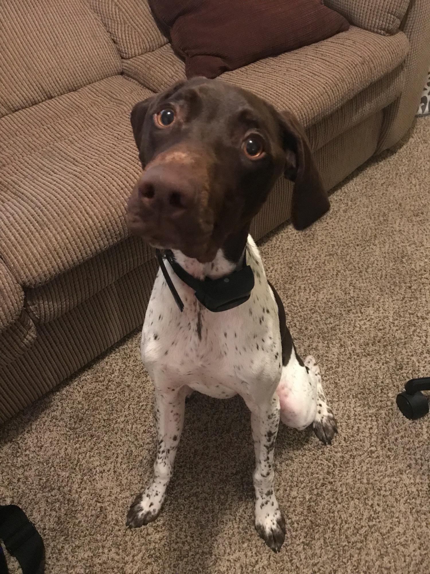 Our little man, Toby!