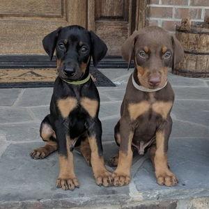 Help us to get our dream Puppy