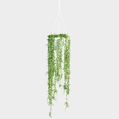 Senecio String of Pearls HB | 6"