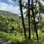 El Yunque National Forest