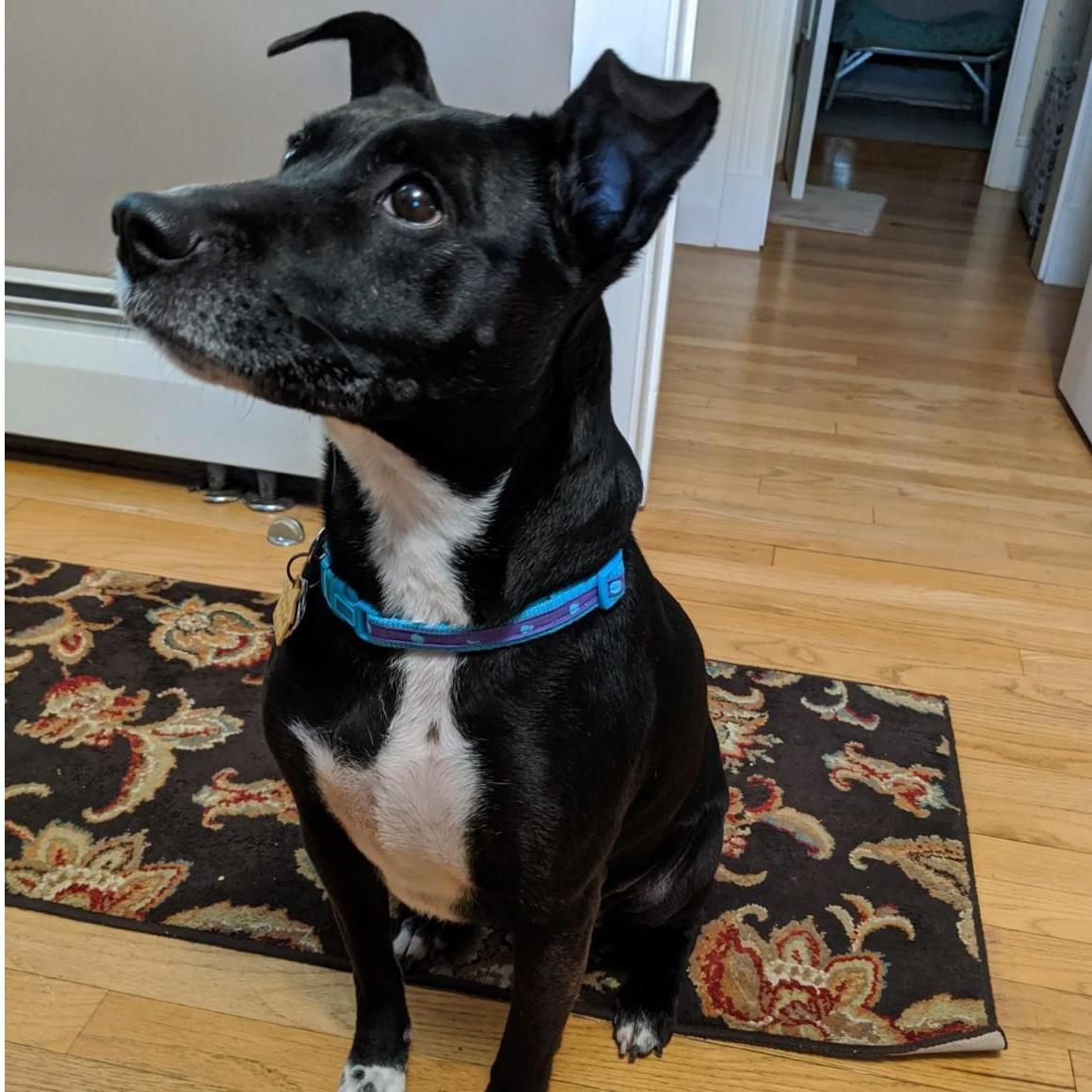 Amanda and John's "doghter" Zoey.