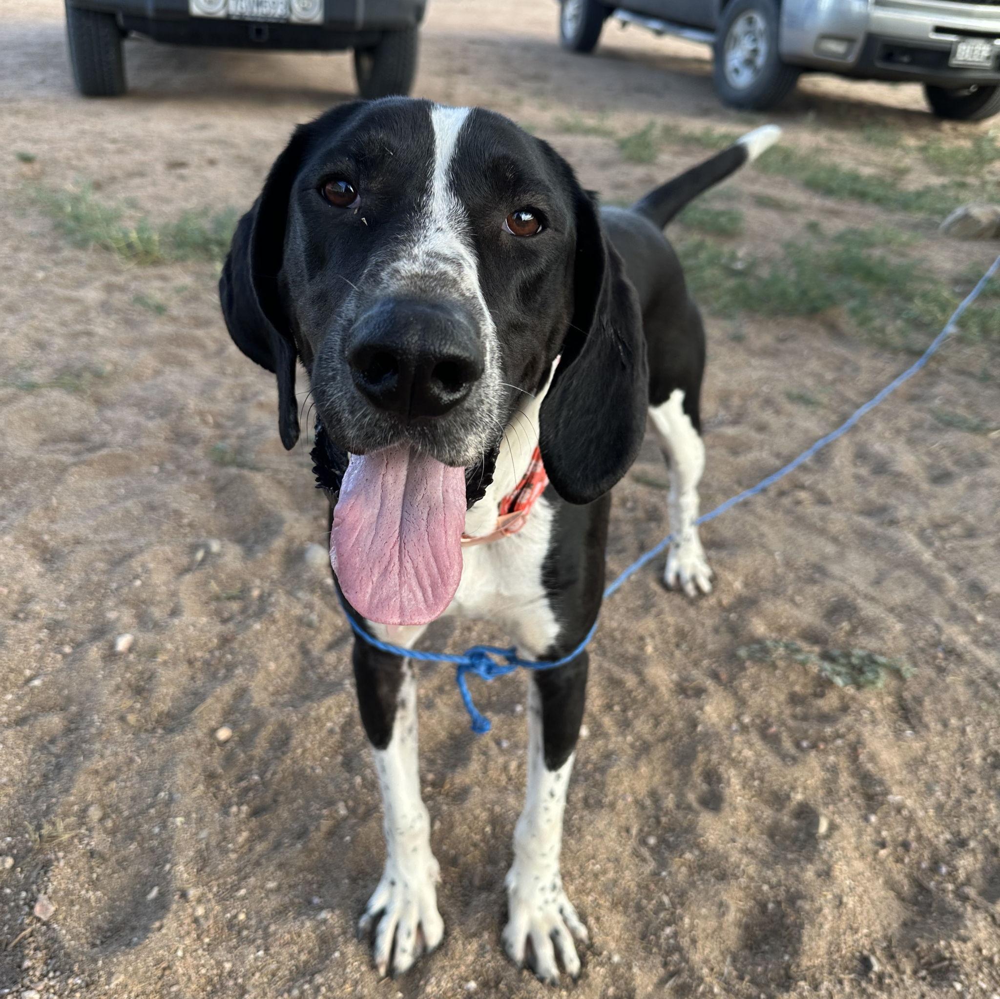 This is Dotty.
D stands for Dumbo ears
O stands for Oh no
T stands for Testing our patience
T for Trying our last nerve
Y for Y did we get a second dog
P.S. we love her very much