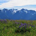 Hurricane Ridge