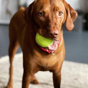 Pet Treats for Rubiks