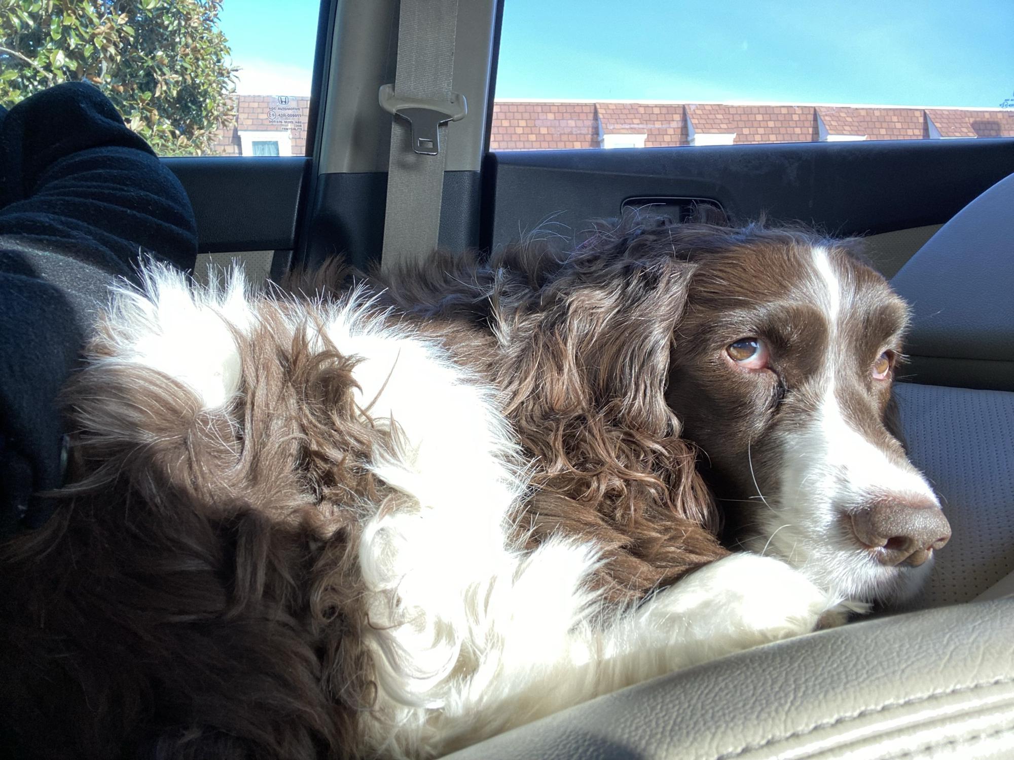 Ellie enjoying Starbucks Saturday