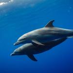 Siesta Dolphin Tours