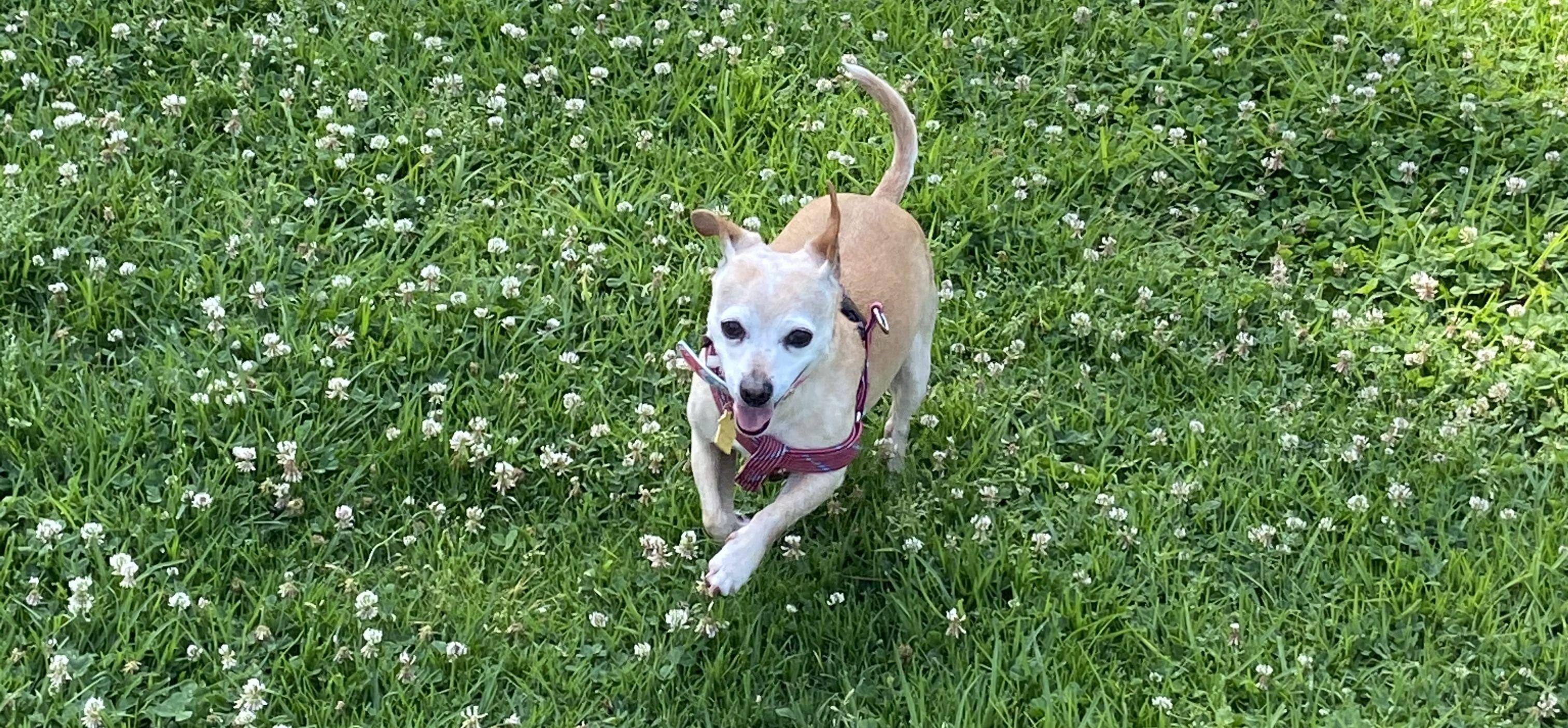 The Wedding Website of Charlene Lin and Jeremy Thomas