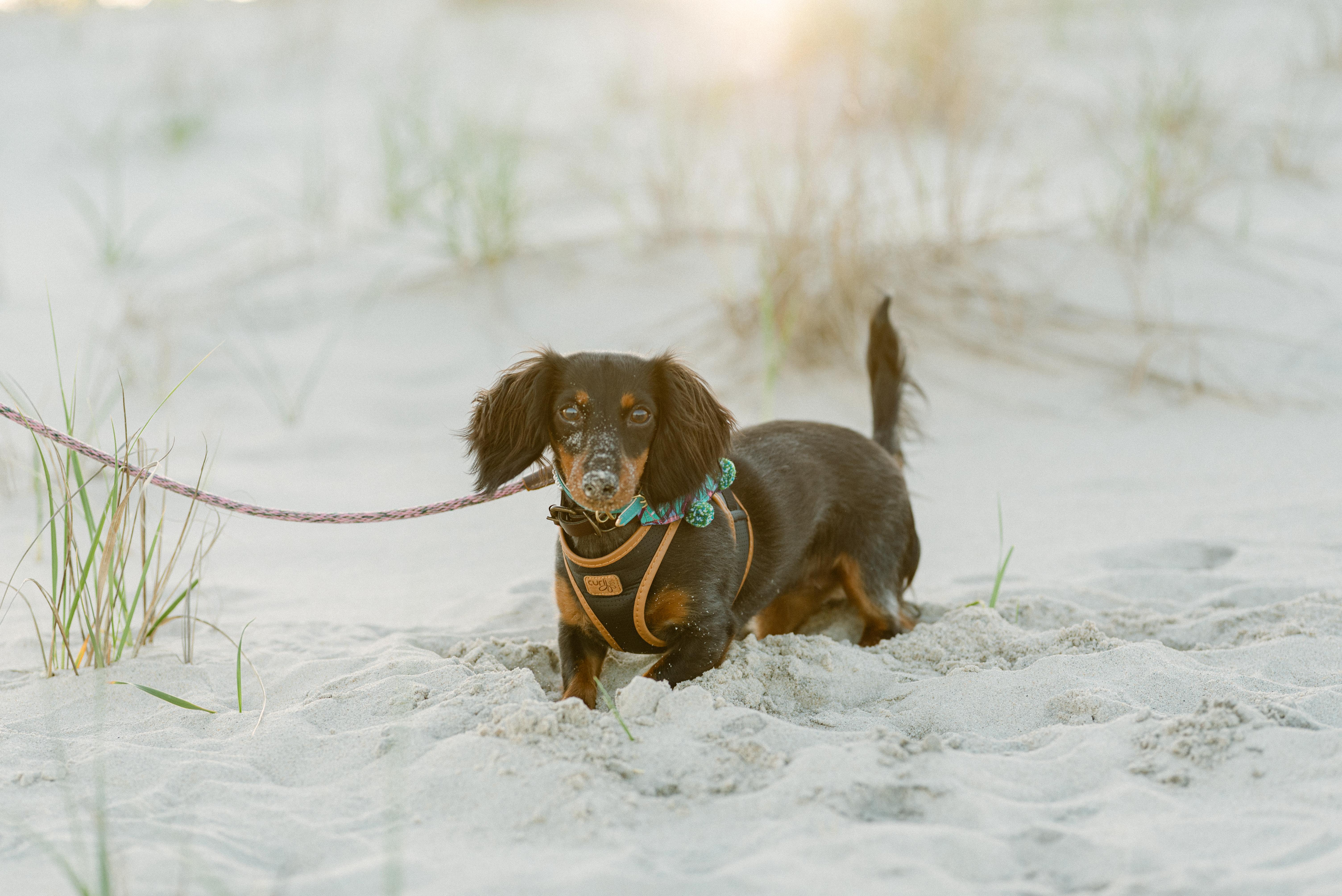 The Wedding Website of Ali Cashman and Kyle Ostroff