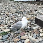 Seawall