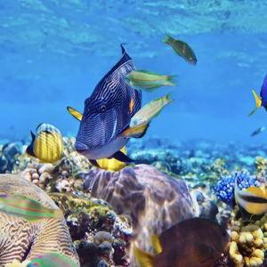 Honeymoon Fund - Snorkel Tour