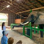 Myakka Elephant Ranch