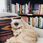 E Shaver Bookseller