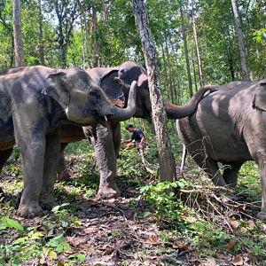 Honeymoon Excursion:Ethical Elephant Sanctuary Visit in Chiang Mai