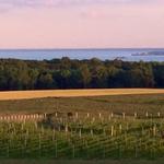 Mount Felix Vineyard & Winery
