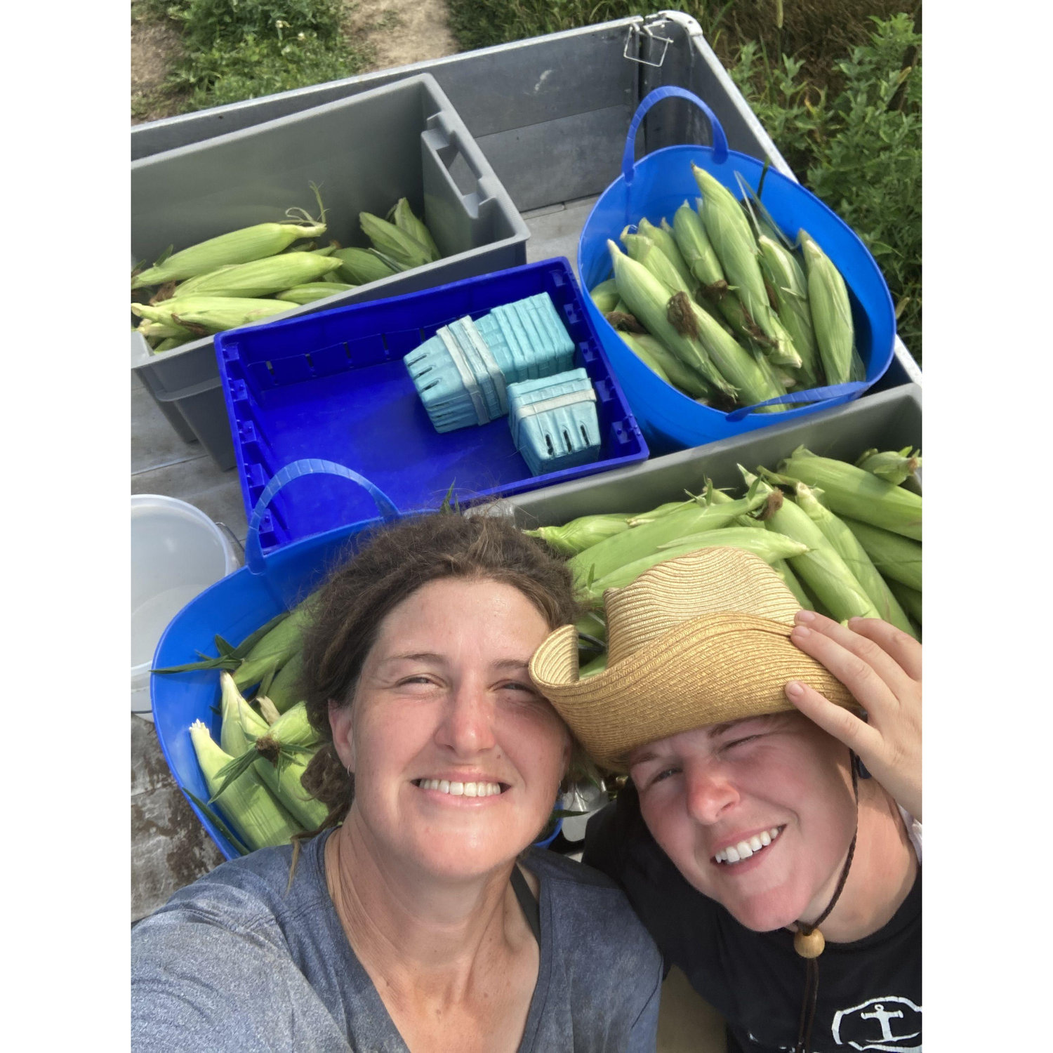 Sweet corn harvest (6th year)