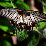 Butterfly Pavilion