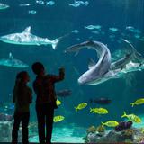 Loveland Living Planet Aquarium