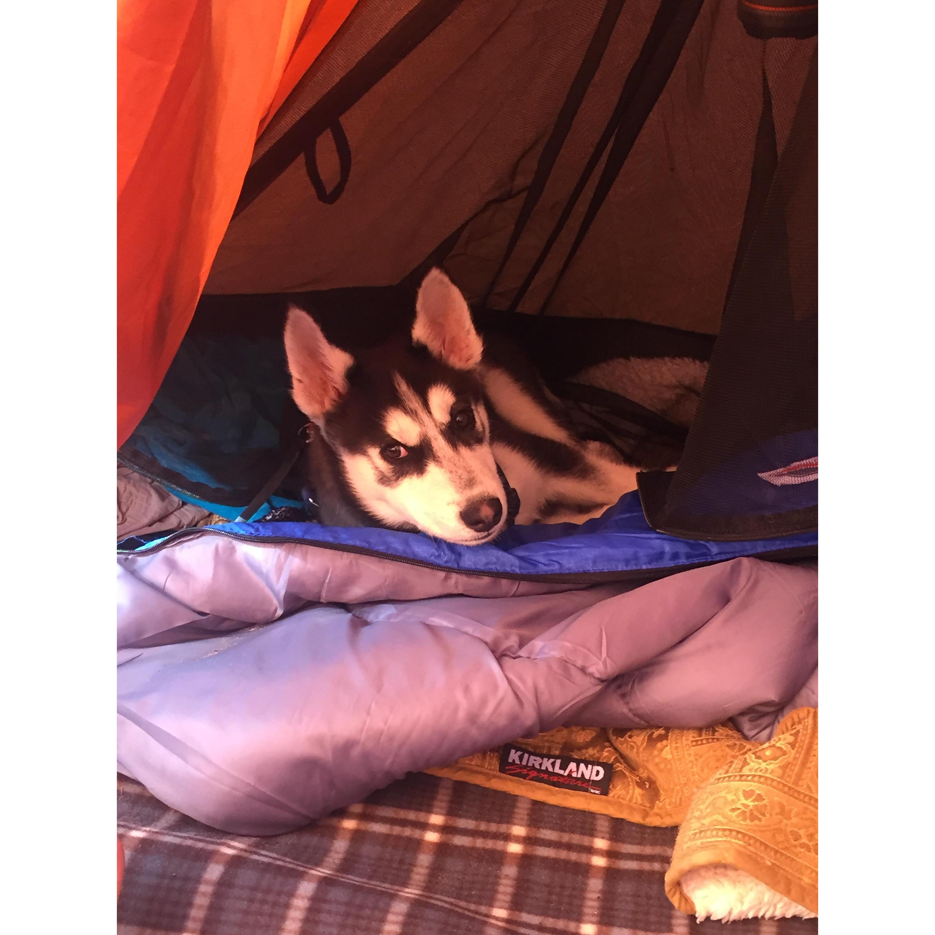 Our first dog Scipio on a camping adventure. 4 month old baby.