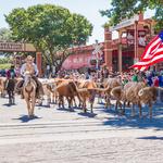 The Fort Worth Herd