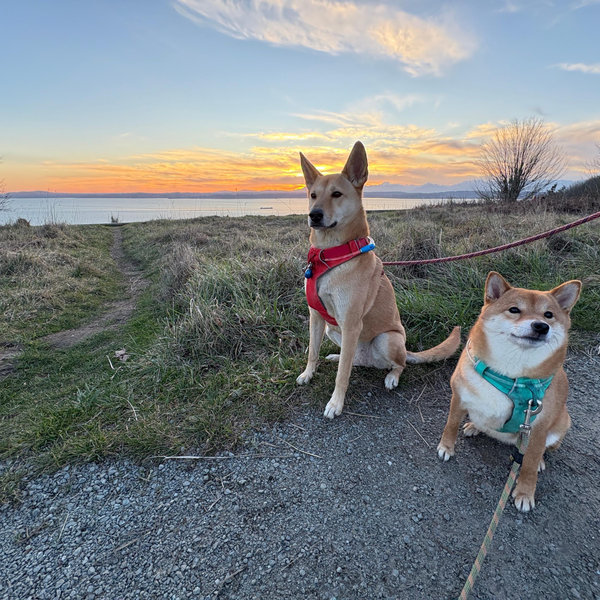 Dog Sitting