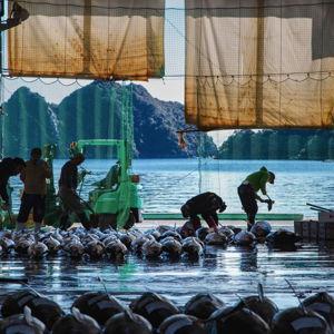 Honeymoon: Tokyo tuna auction tour