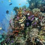 The Great Barrier Reef
