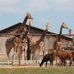 Lazy 5 Ranch