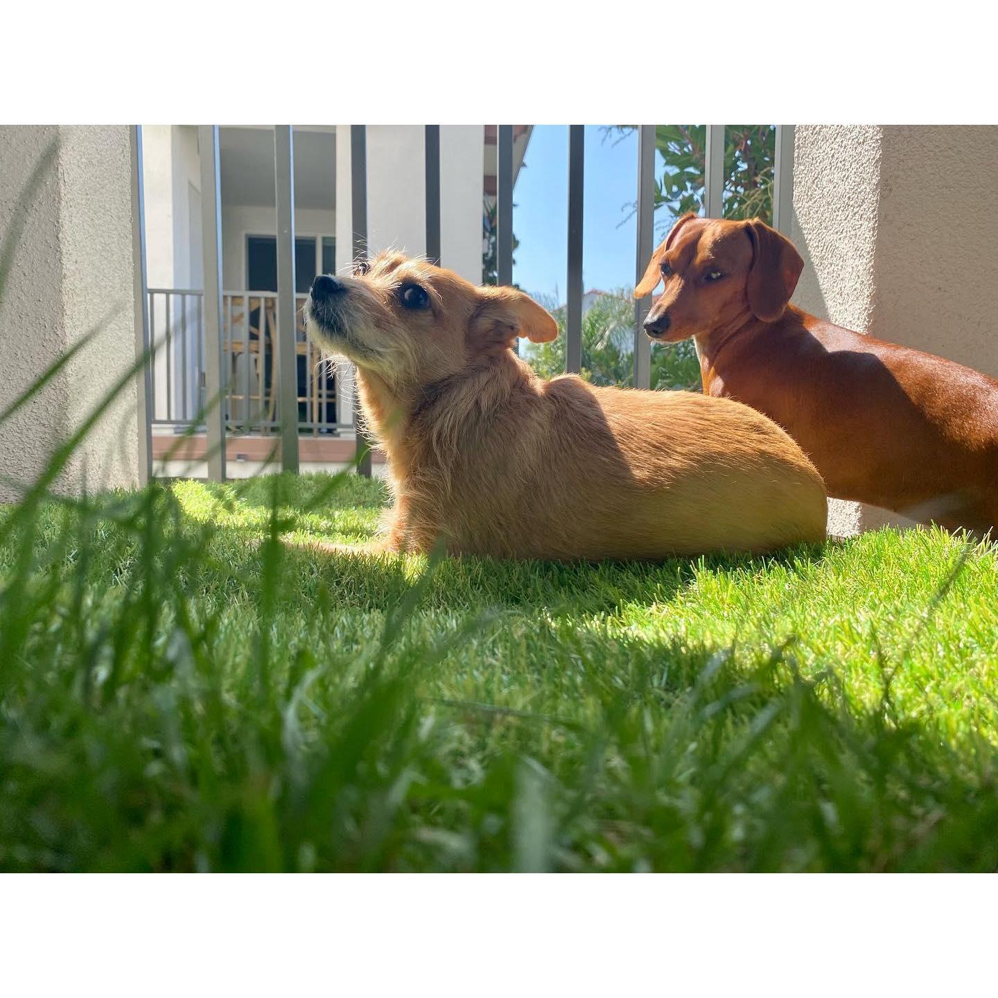 Our babies Callie and Georgia