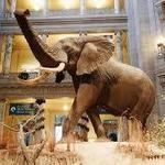 Smithsonian National Museum of Natural History