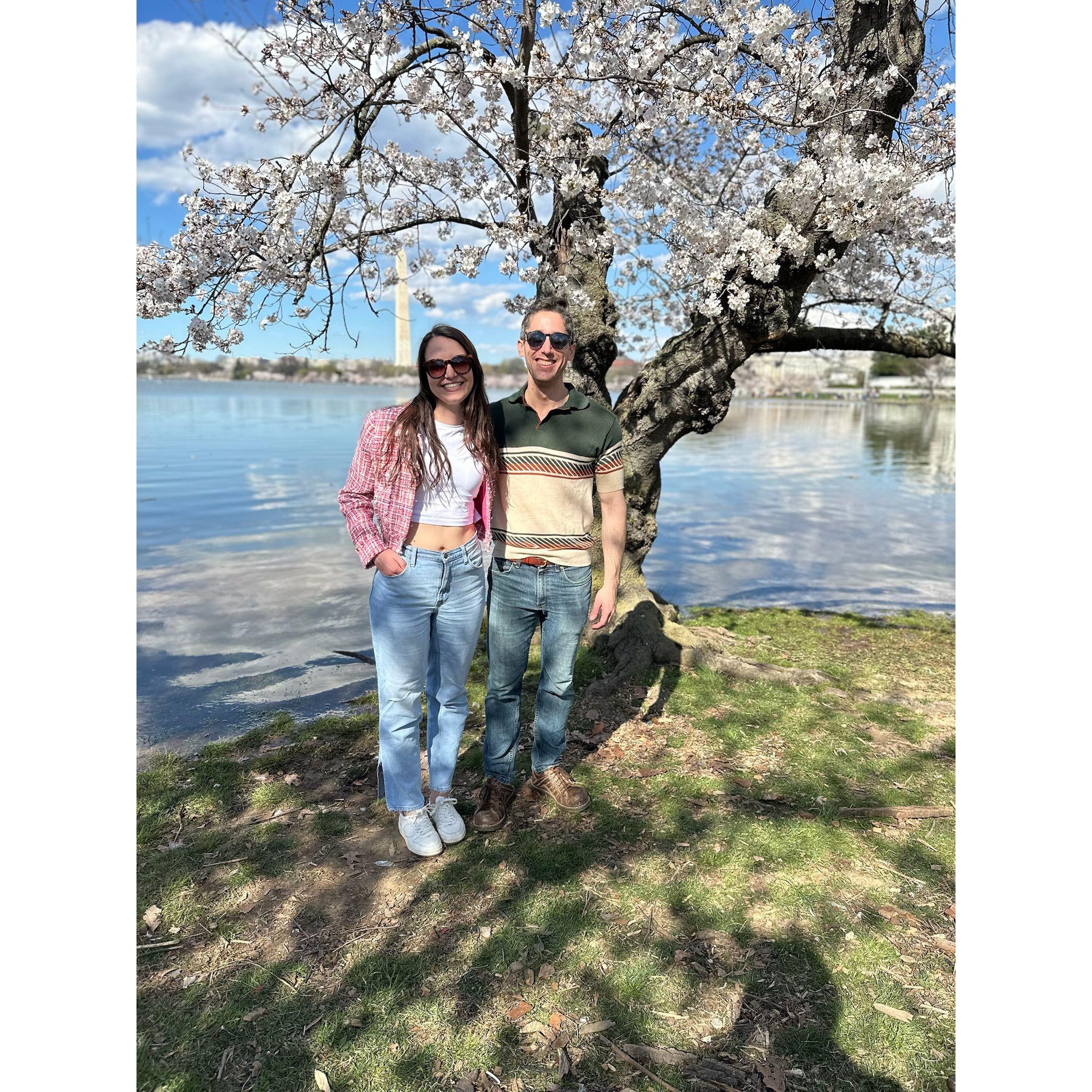 Experiencing "peak bloom" of the cherry blossoms on the Tidal Basin in Washington, DC - March 2024