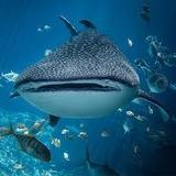 Georgia Aquarium