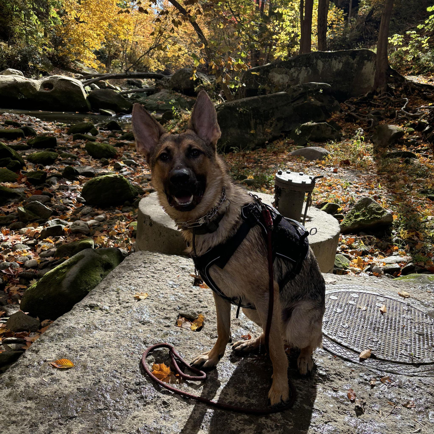 one of many metroparks hikes