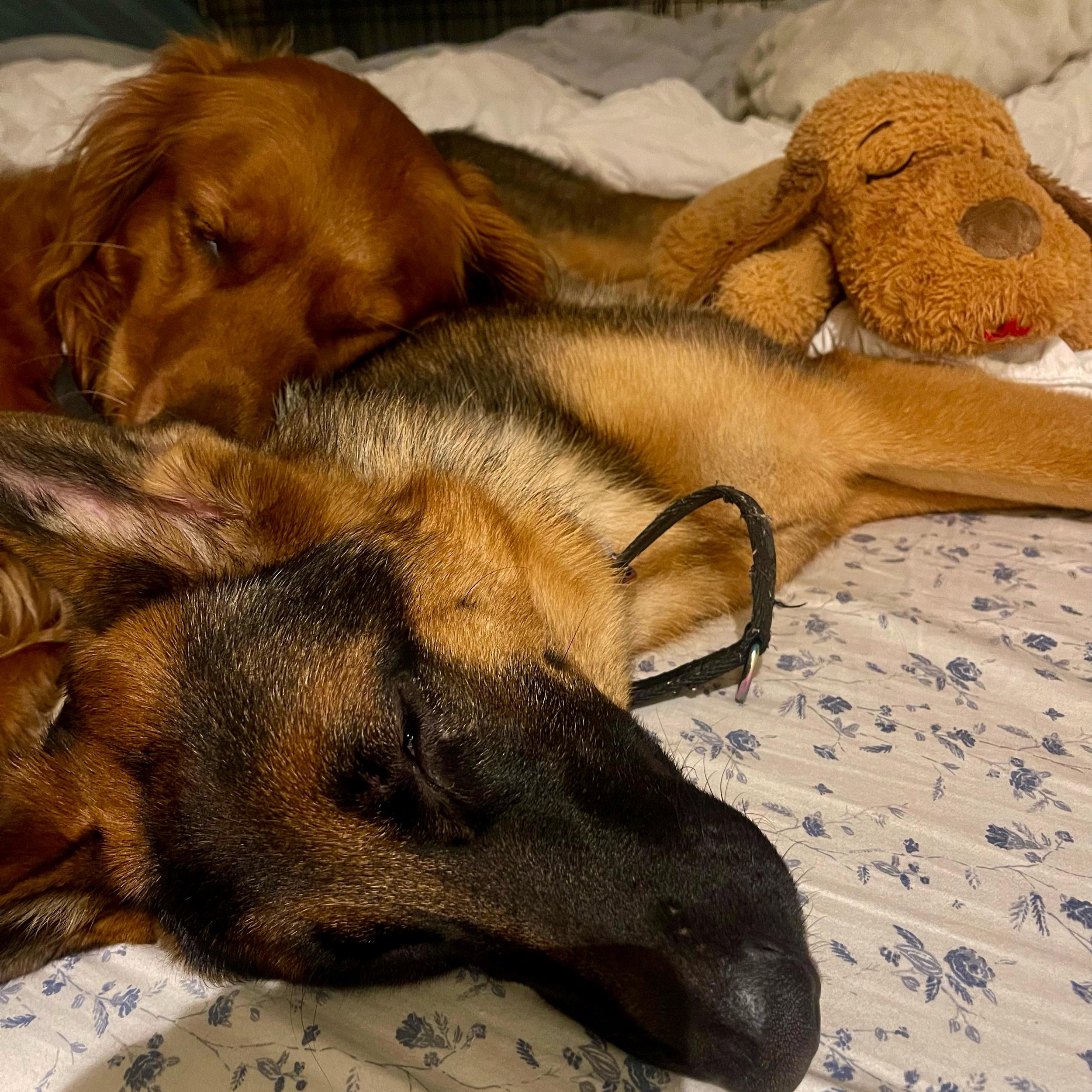 Pet Hotel For Our Honeymoon