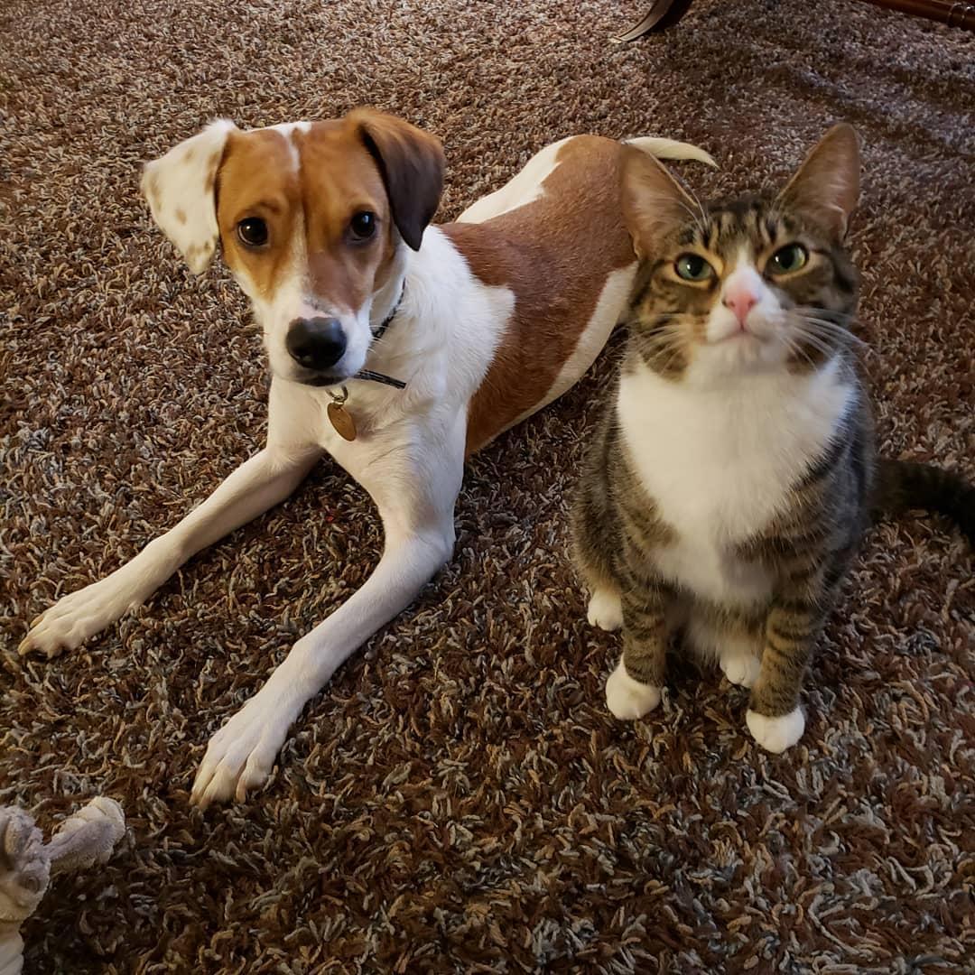 Our fur babies! Penny (left) is a rescue who has been part of our family for 1 year, and Eloise (right) owns the house and thinks that she is a dog.