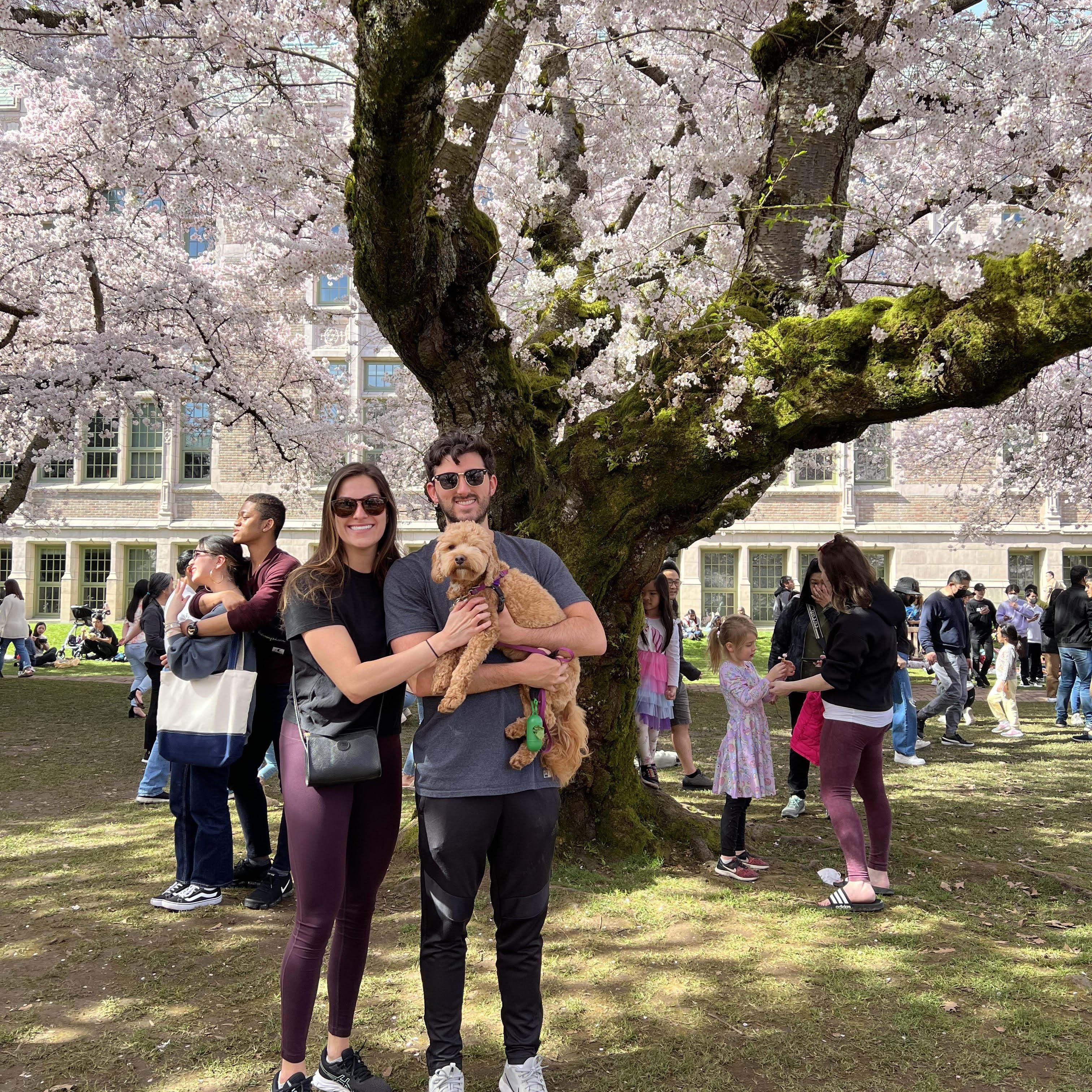 Cherry blossoms at UW Apr. '22