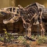 Carnegie Museum of Natural History