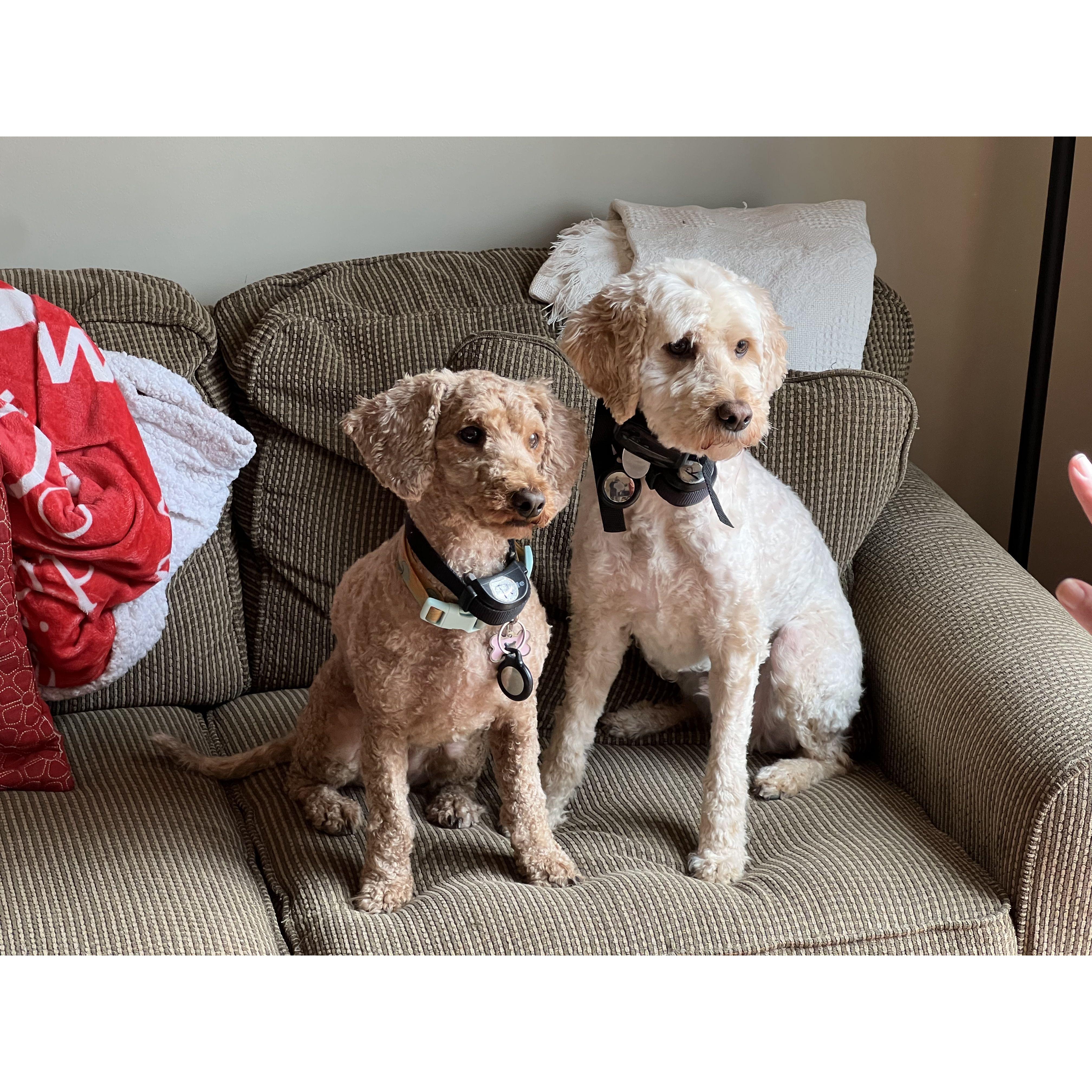 Our puppies, Penelope and Rudy. Dave wasn't much of a dog man, but they have both grown on him. We are both happy to have our "furry children"!