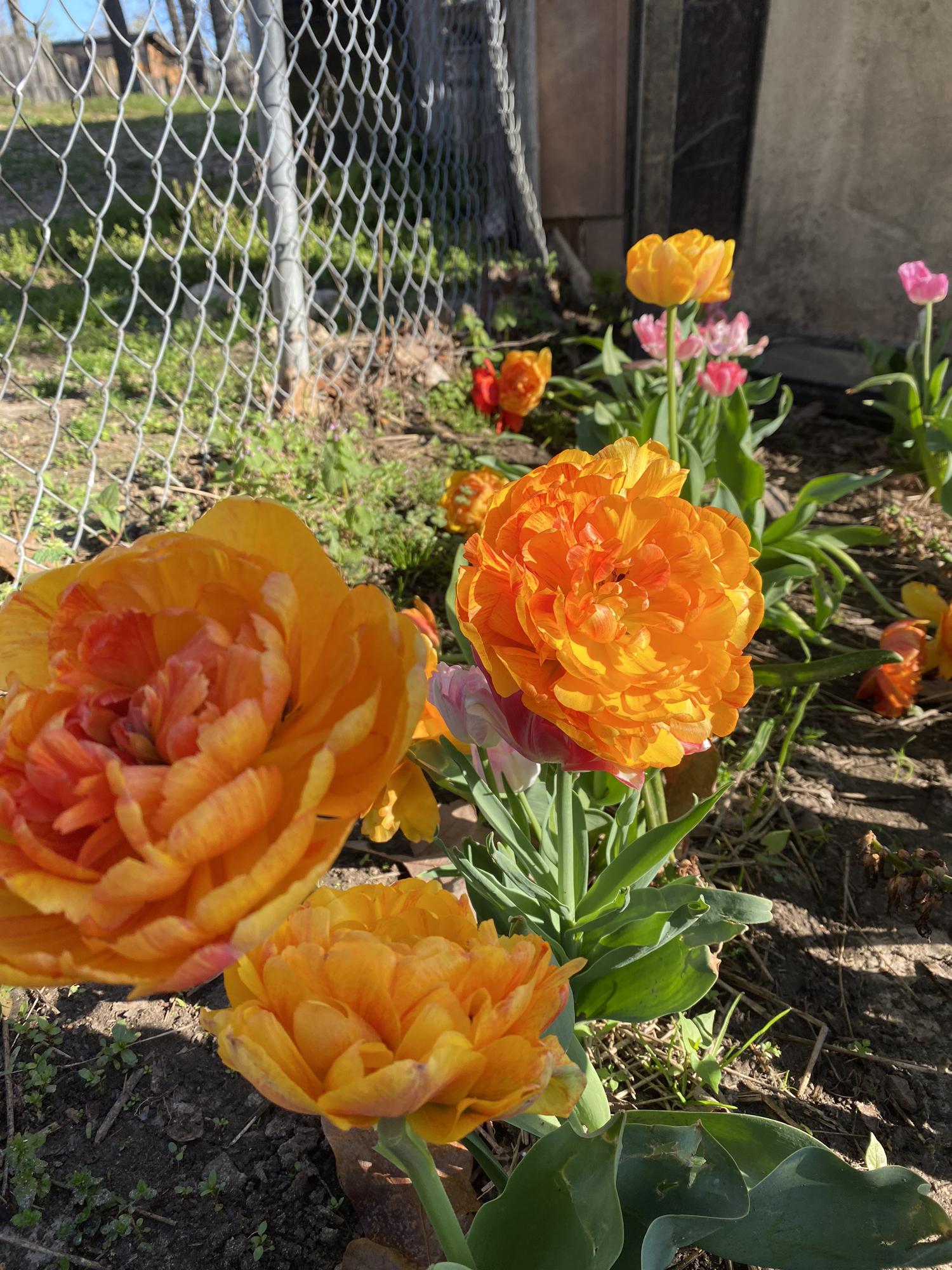 Some of the flowers we planted last fall