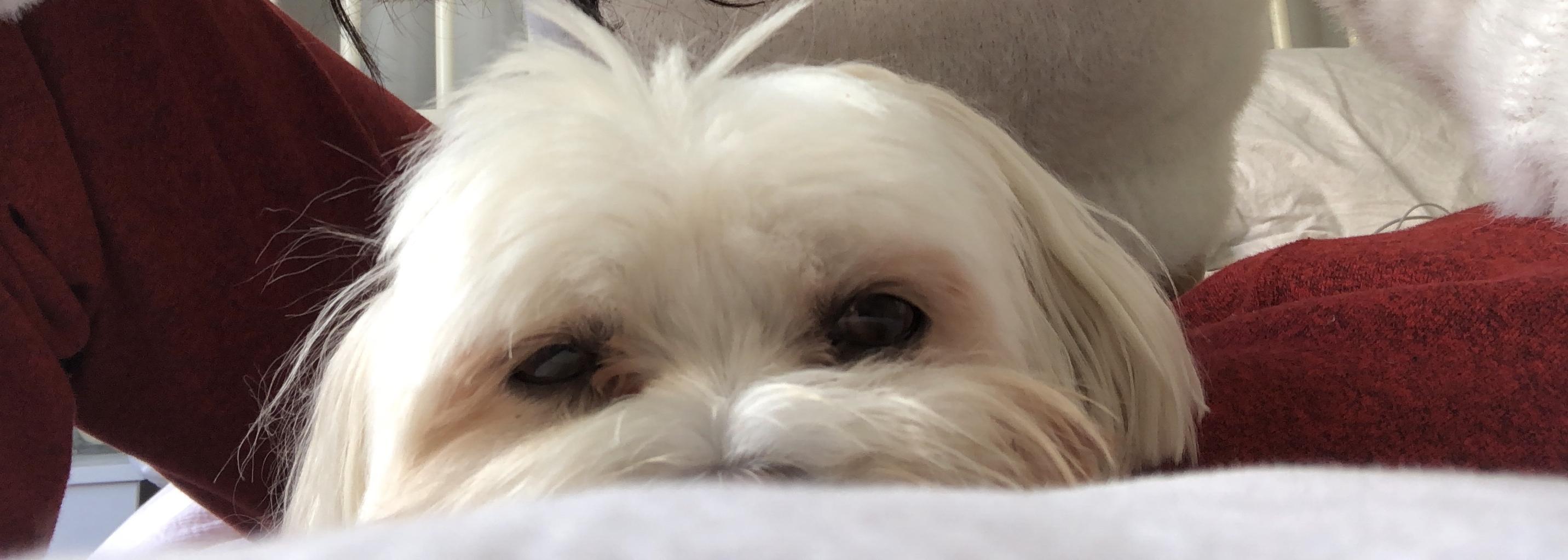 The Wedding Website of Sonia Mahajan and Alex Kloeti