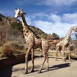 Cheyenne Mountain Zoo