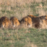 The Wild Animal Sanctuary