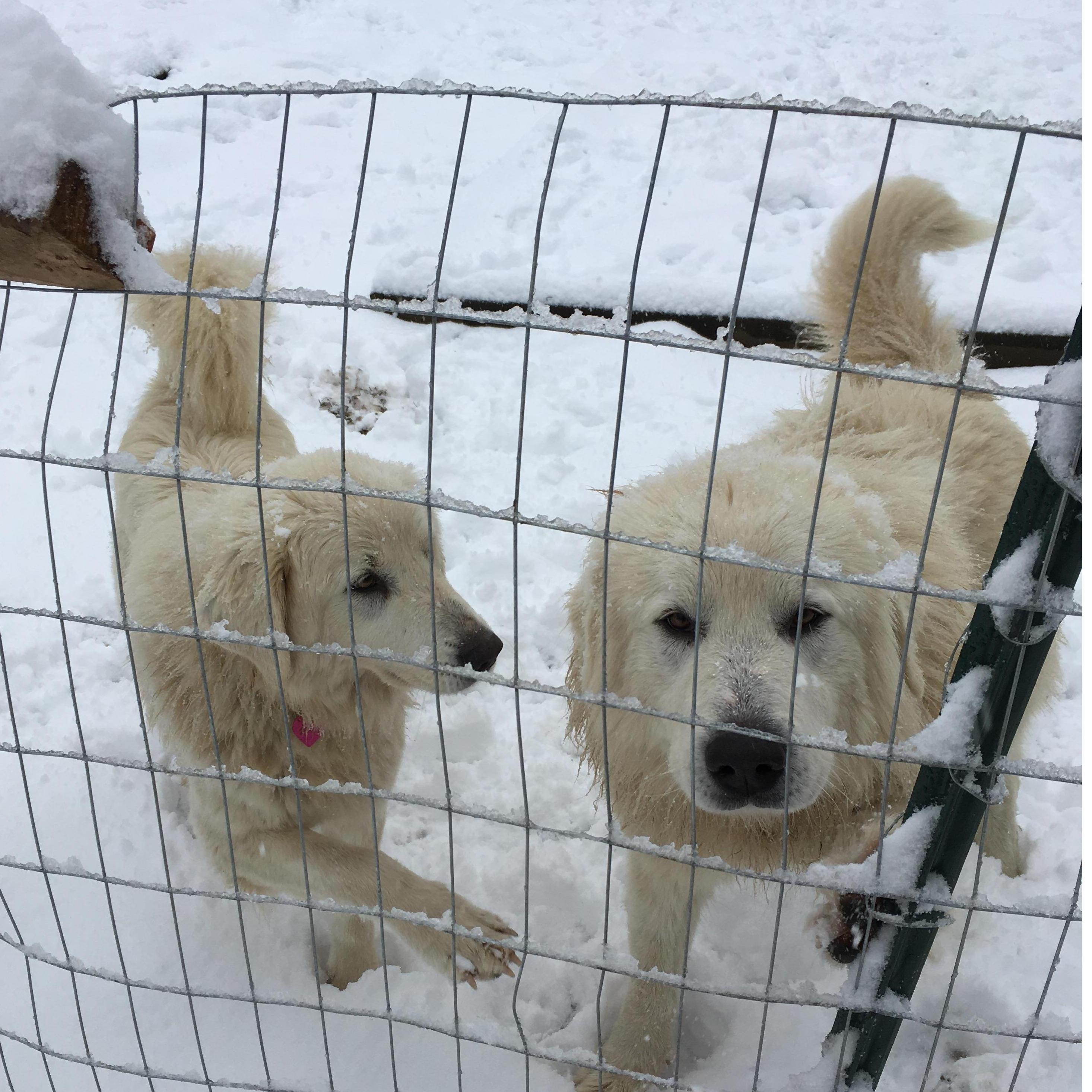 Our pups Gracie and Jake