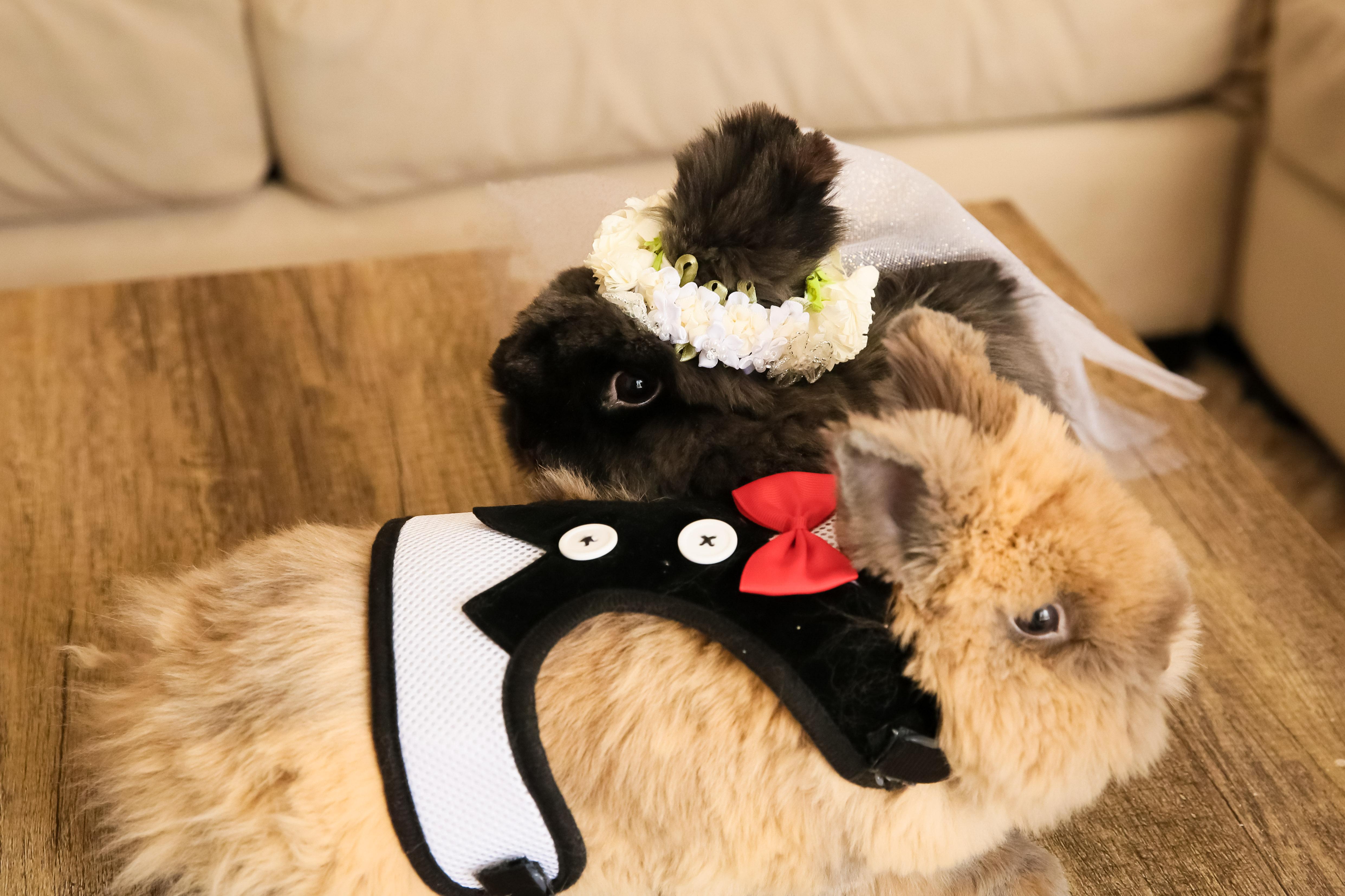 The Wedding Website of Maciej Sarota-Raczek and Jennifer Nelson