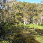 Alligator Cove Airboat Nature Tours