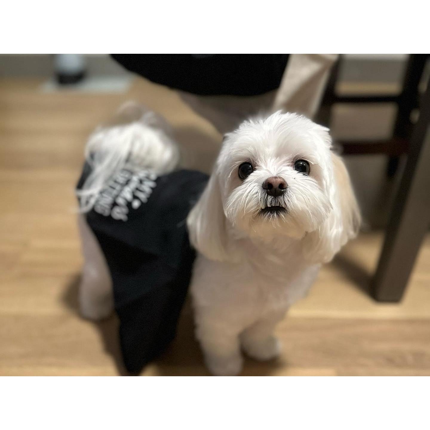 My Humans are Getting Married <3