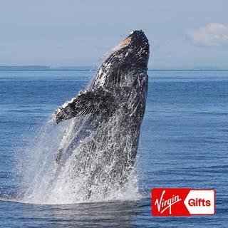 Wildlife & Whale Watching Expedition for 2 - Seattle